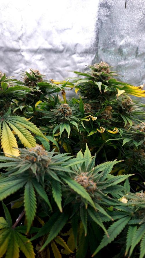 RF3 CHERY COLA. Week 12