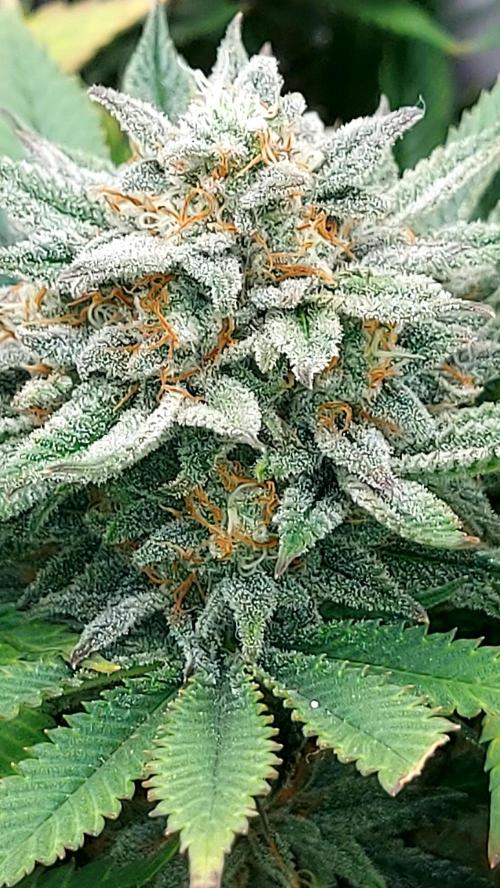RF3 CHERY COLA. Week 13