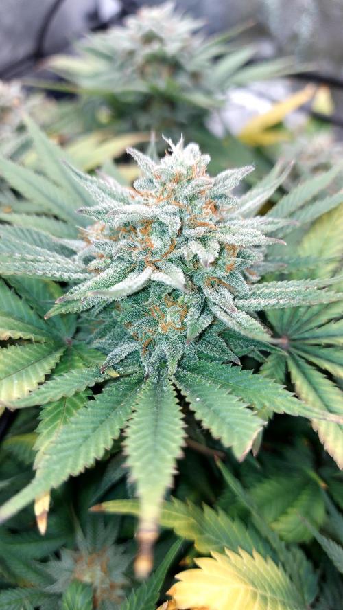 RF3 CHERY COLA. Week 13