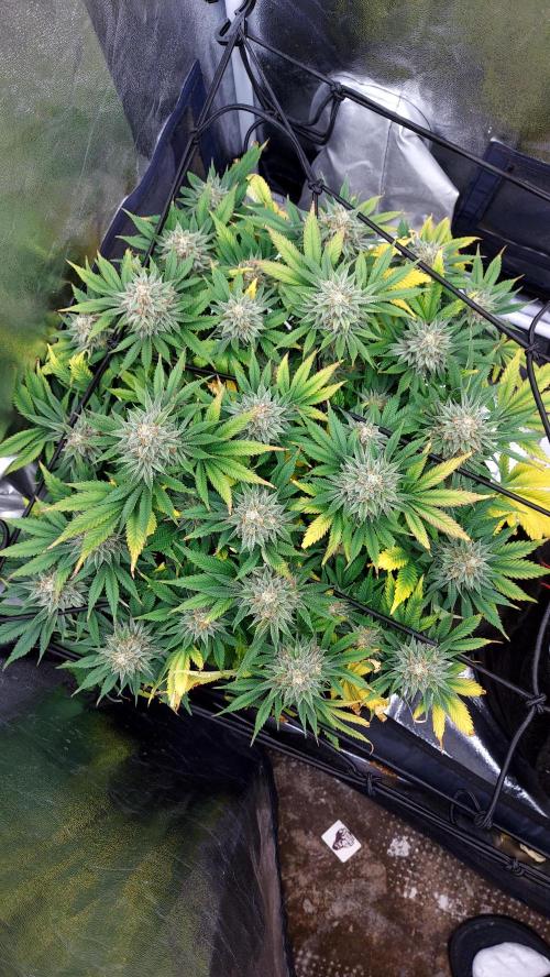 RF3 CHERY COLA. Week 13