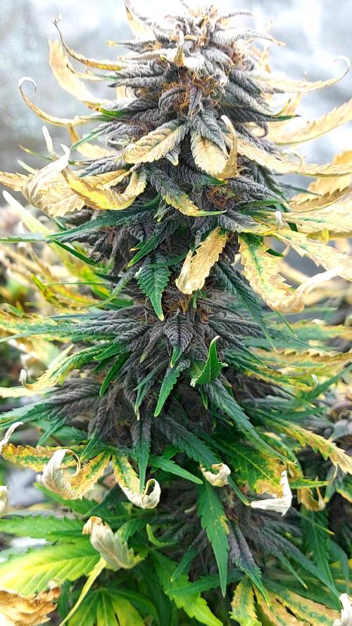 WHAM BOOM 2 AUTOFLORAISON. Week 10