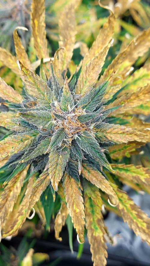 WHAM BOOM 2 AUTOFLORAISON. Week 10