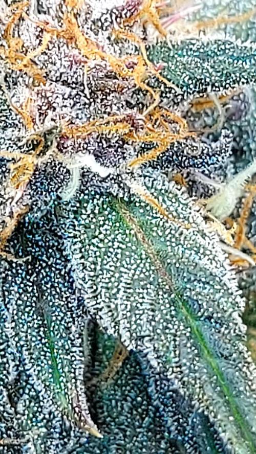 WHAM BOOM 2 AUTOFLORAISON. Week 10