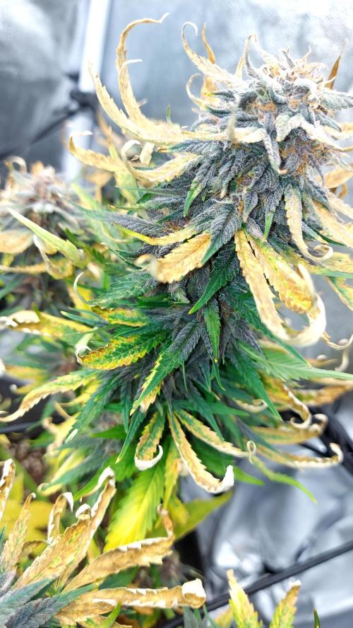 WHAM BOOM 2 AUTOFLORAISON. Week 10