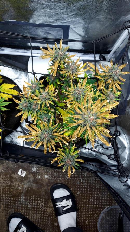 WHAM BOOM 2 AUTOFLORAISON. Week 10