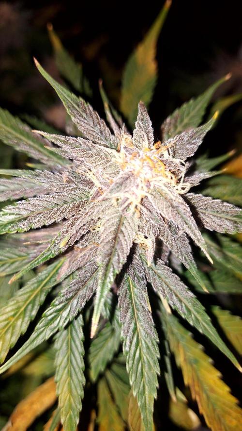 WHAM BOOM 2 AUTOFLORAISON. Week 10