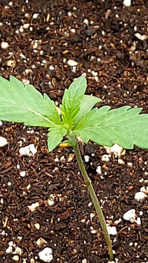 frostbanger autofloraison expérience. Week 1