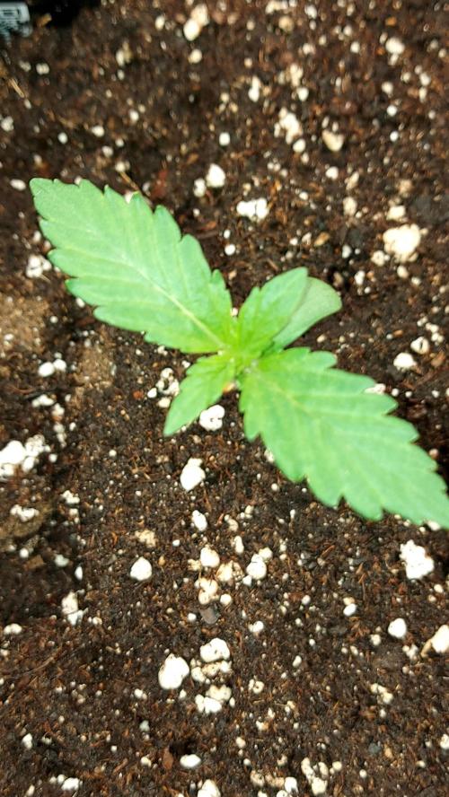 frostbanger autofloraison expérience. Week 1