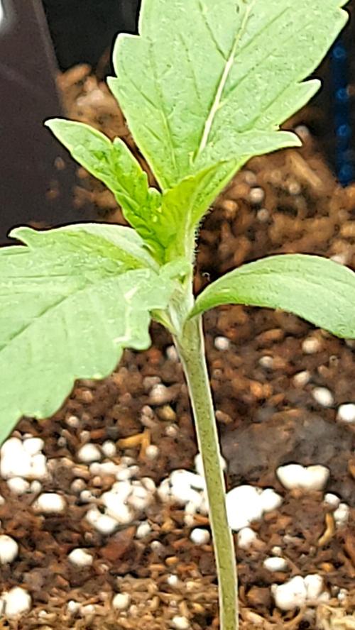frostbanger autofloraison expérience. Week 1