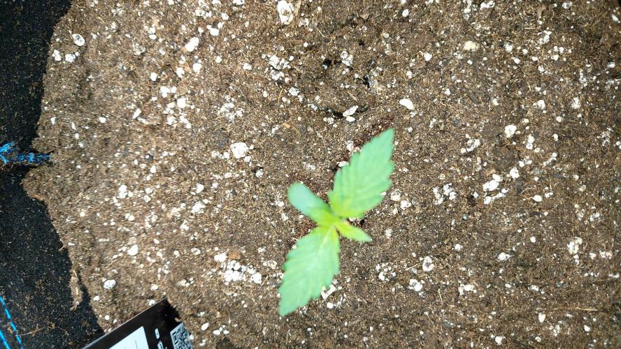 frostbanger autofloraison expérience. Week 1