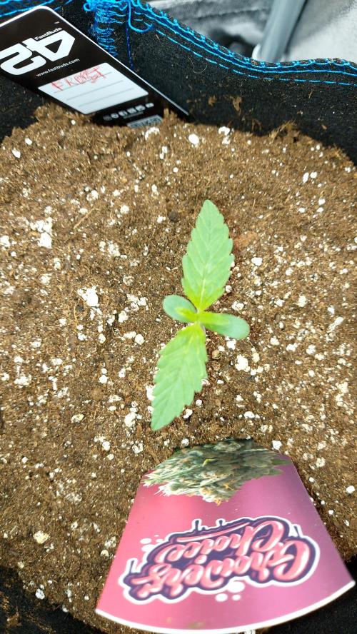 frostbanger autofloraison expérience. Week 1