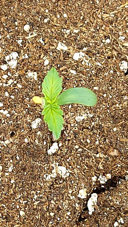 frostbanger autofloraison expérience. Week 1