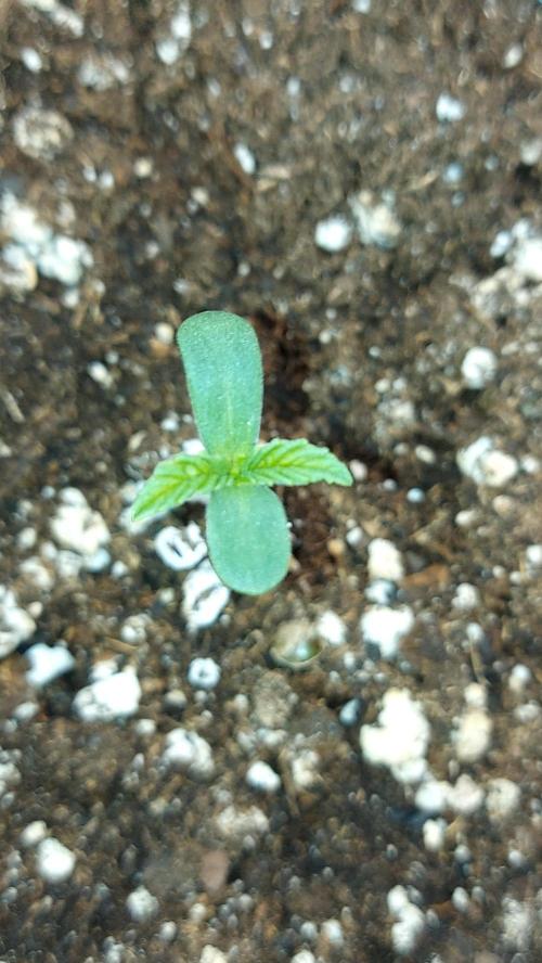frostbanger autofloraison expérience. Week 1