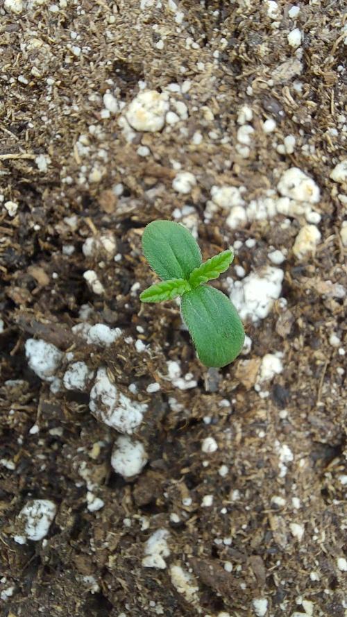 MAC 1 AUTOFLORAISON AUTOPOT. Week 1