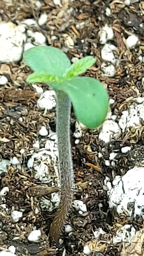 MAC 1 AUTOFLORAISON AUTOPOT. Week 1