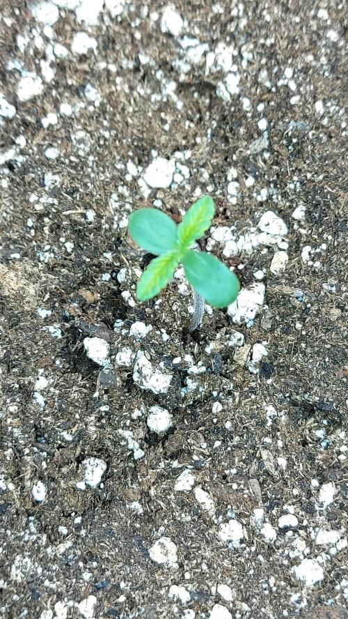 MAC 1 AUTOFLORAISON AUTOPOT. Week 1