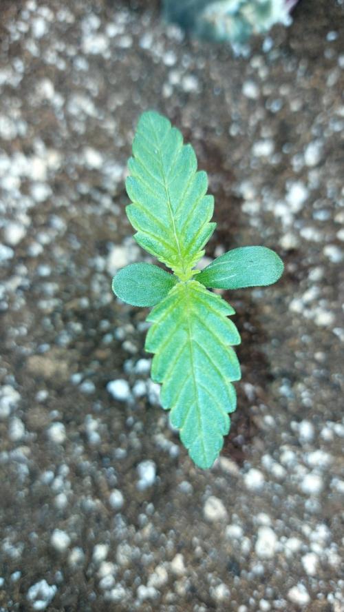 MAC 1 AUTOFLORAISON AUTOPOT. Week 1