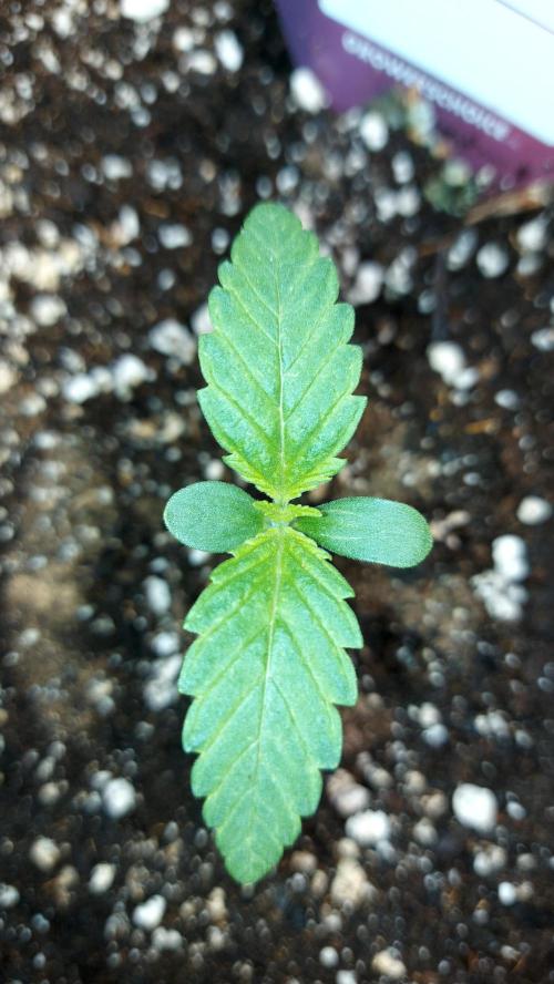 MAC 1 AUTOFLORAISON AUTOPOT. Week 1