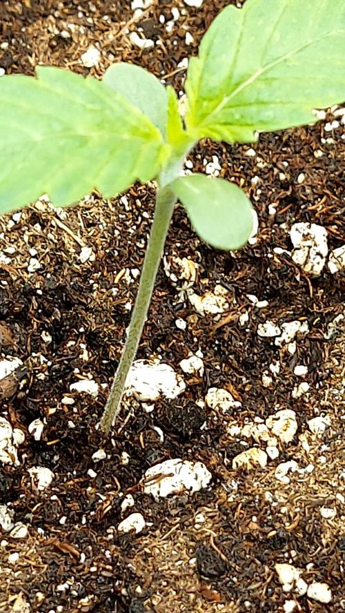 MAC 1 AUTOFLORAISON AUTOPOT. Week 1