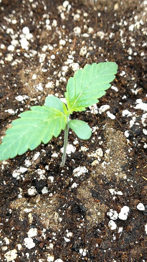 MAC 1 AUTOFLORAISON AUTOPOT. Week 1