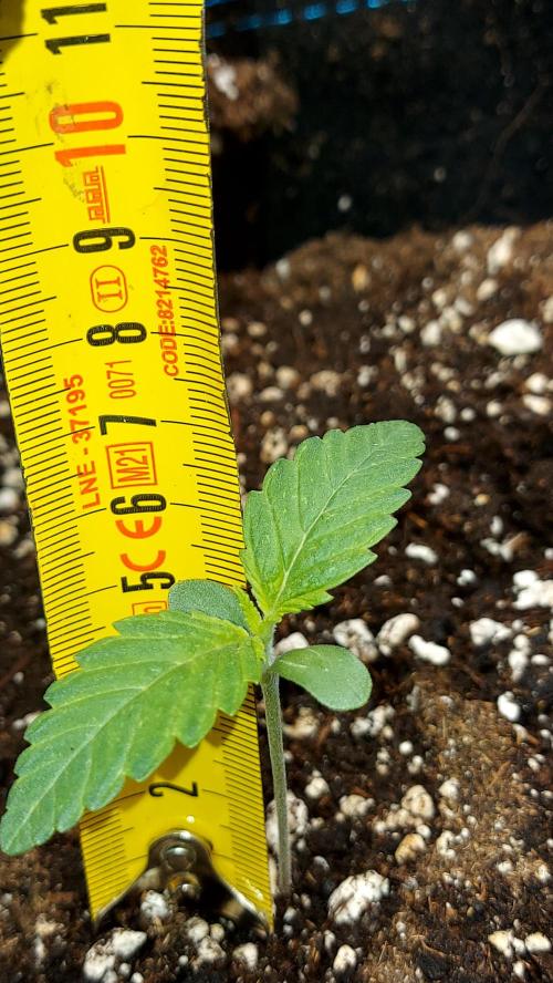 MAC 1 AUTOFLORAISON AUTOPOT. Week 1