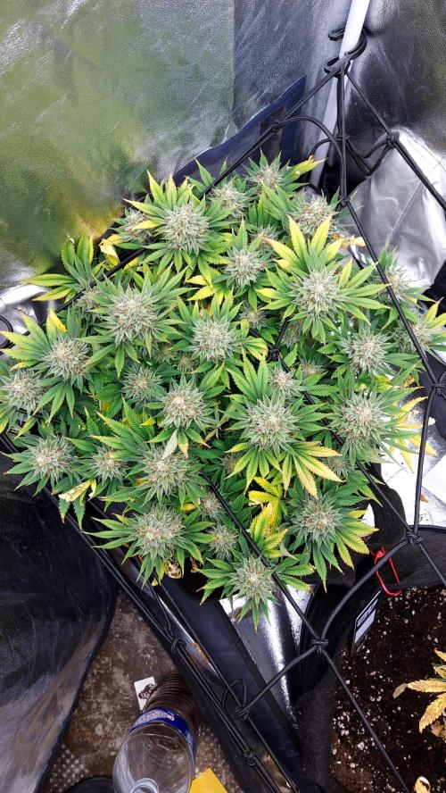 RF3 CHERY COLA. Week 14