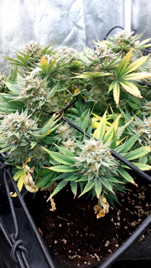 RF3 CHERY COLA. Week 14