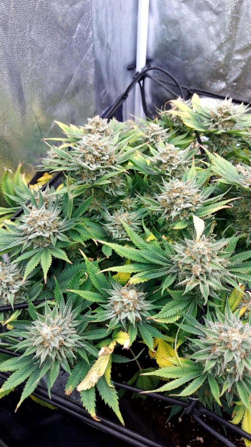 RF3 CHERY COLA. Week 14