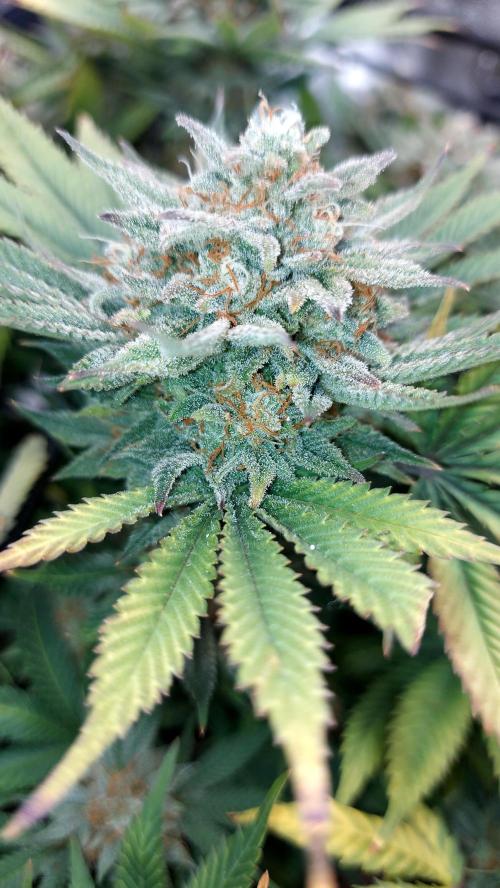 RF3 CHERY COLA. Week 14