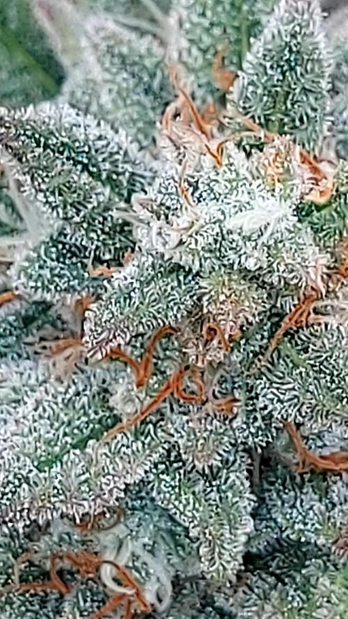 RF3 CHERY COLA. Week 14
