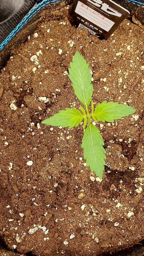 frostbanger autofloraison expérience. Week 2