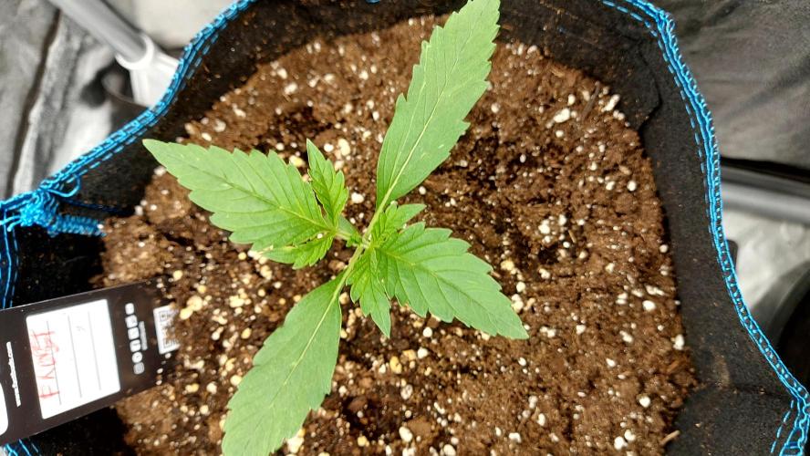frostbanger autofloraison expérience. Week 2