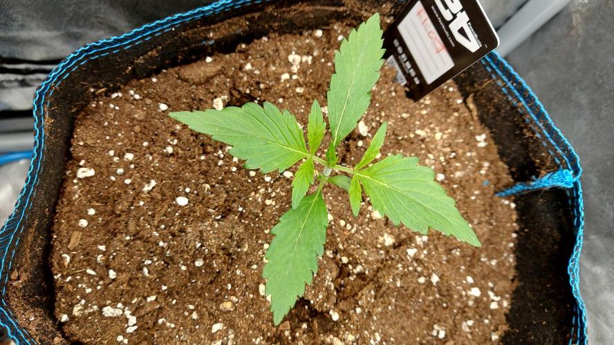 frostbanger autofloraison expérience. Week 2