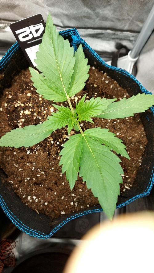 frostbanger autofloraison expérience. Week 2