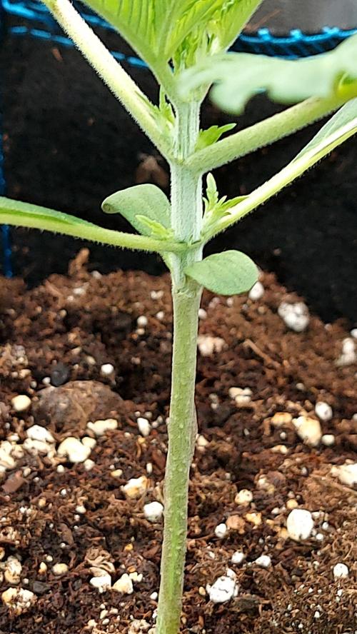 frostbanger autofloraison expérience. Week 2