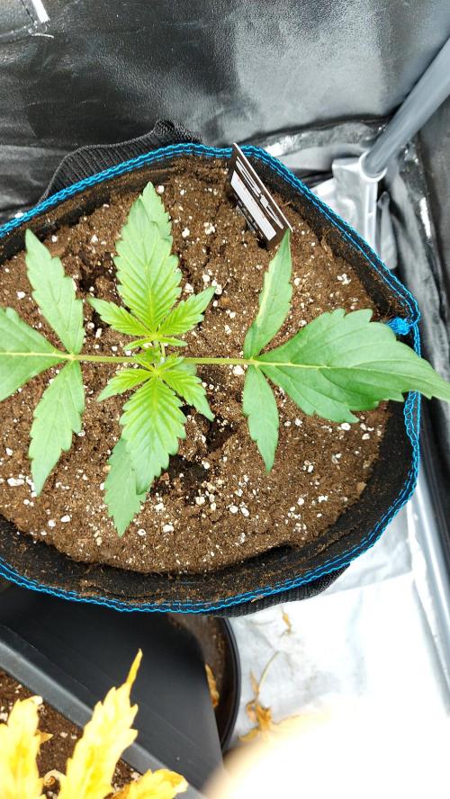 frostbanger autofloraison expérience. Week 2