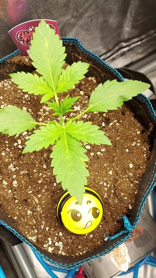 MAC 1 AUTOFLORAISON AUTOPOT