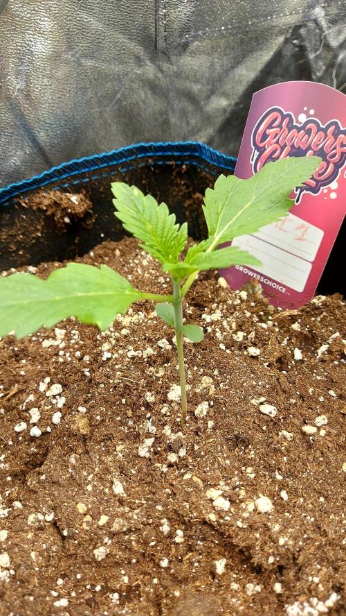 MAC 1 AUTOFLORAISON AUTOPOT. Week 2