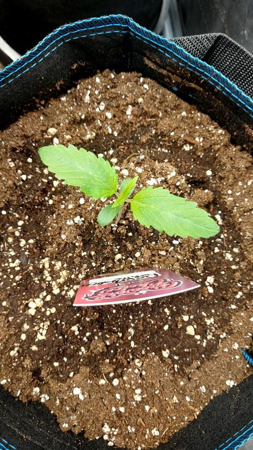MAC 1 AUTOFLORAISON AUTOPOT. Week 2