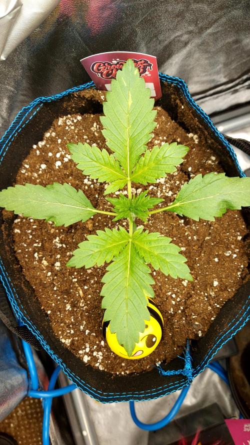 MAC 1 AUTOFLORAISON AUTOPOT. Week 2