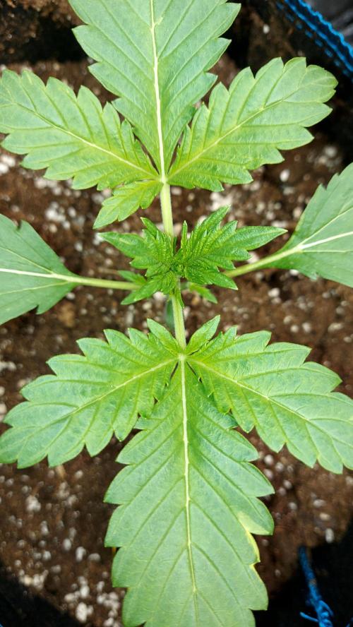 MAC 1 AUTOFLORAISON AUTOPOT. Week 2
