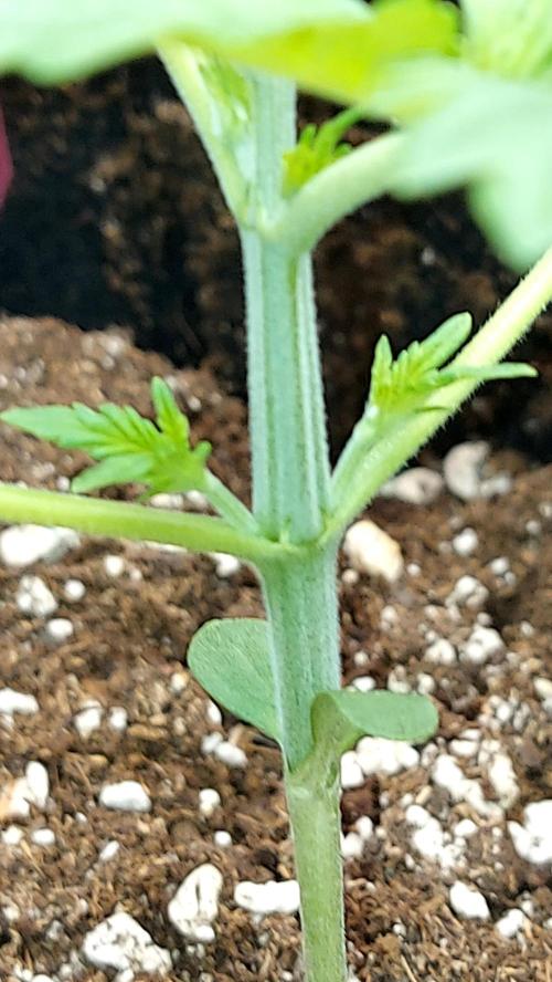 MAC 1 AUTOFLORAISON AUTOPOT. Week 2