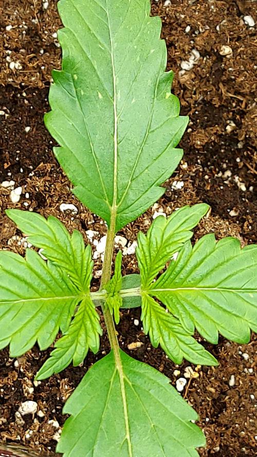 MAC 1 AUTOFLORAISON AUTOPOT. Week 2