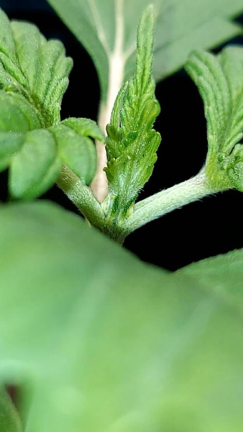 MAC 1 AUTOFLORAISON AUTOPOT. Week 2