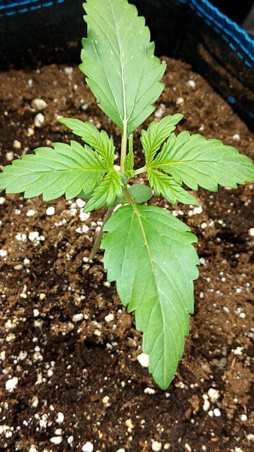 MAC 1 AUTOFLORAISON AUTOPOT. Week 2