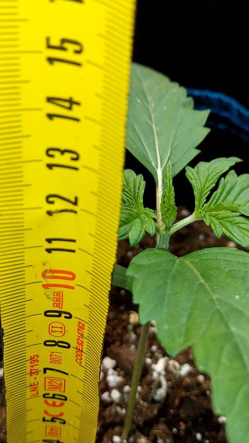 MAC 1 AUTOFLORAISON AUTOPOT. Week 2