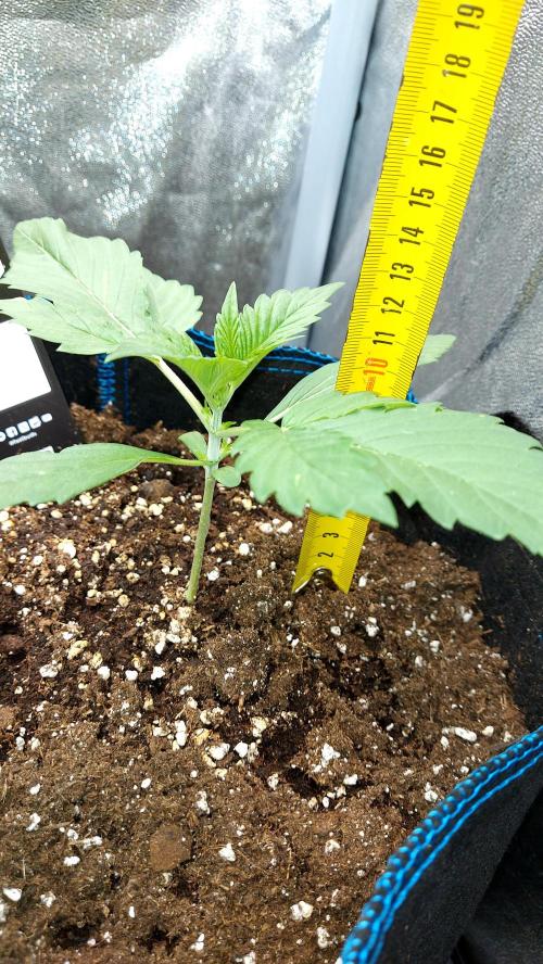 frostbanger autofloraison expérience. Week 2