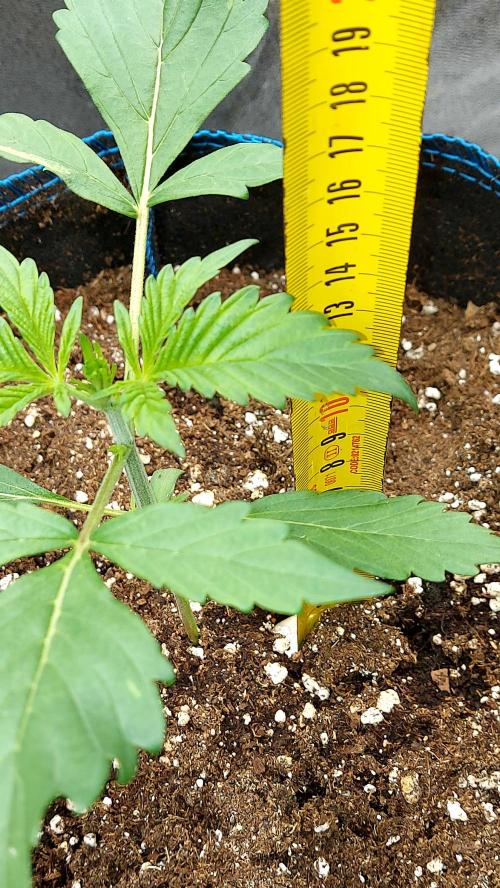 frostbanger autofloraison expérience. Week 2