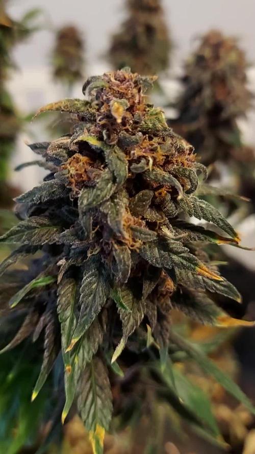 WHAM BOOM 2 AUTOFLORAISON
