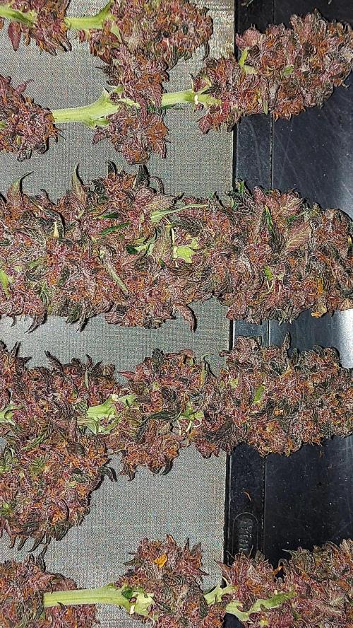 WHAM BOOM 2 AUTOFLORAISON. Week 11